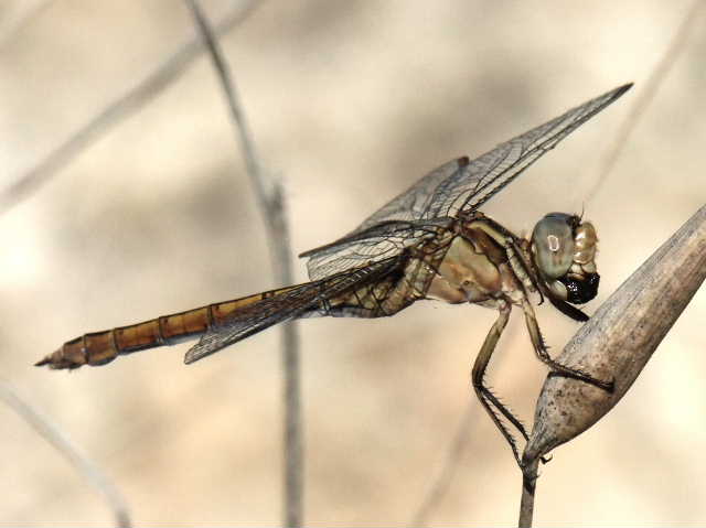 Esemplari di Orthetrum coerulescens con preda